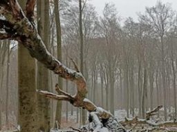 3.12.2022 - Leśna Sobota